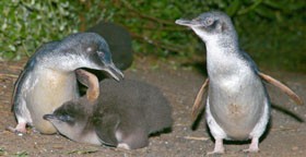 Phillip Island Nature Parks