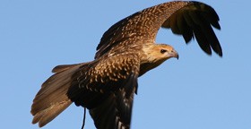 WA Birds of Prey Centre