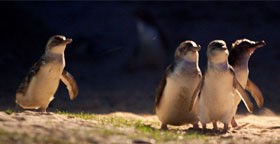 Phillip Island Nature Parks